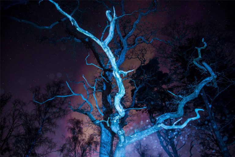 Fotografi af træ taget om natten.