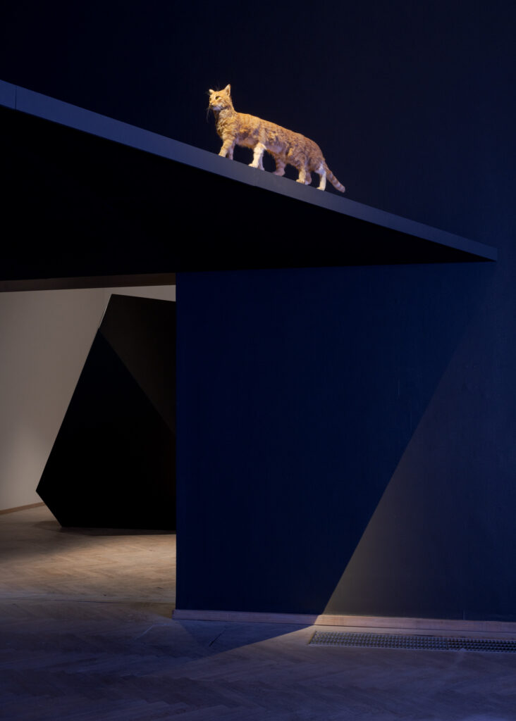 A taxidermied cat with 8 legs.