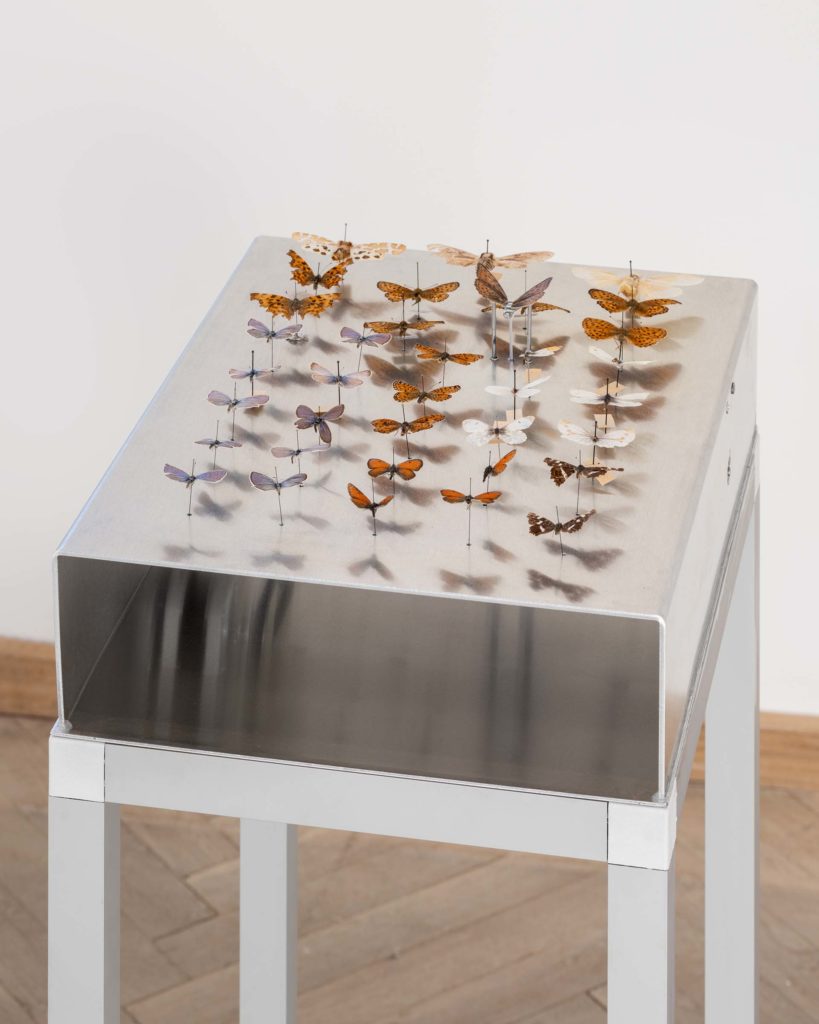 An artwork consisting of a collection of butterflies on a podium.